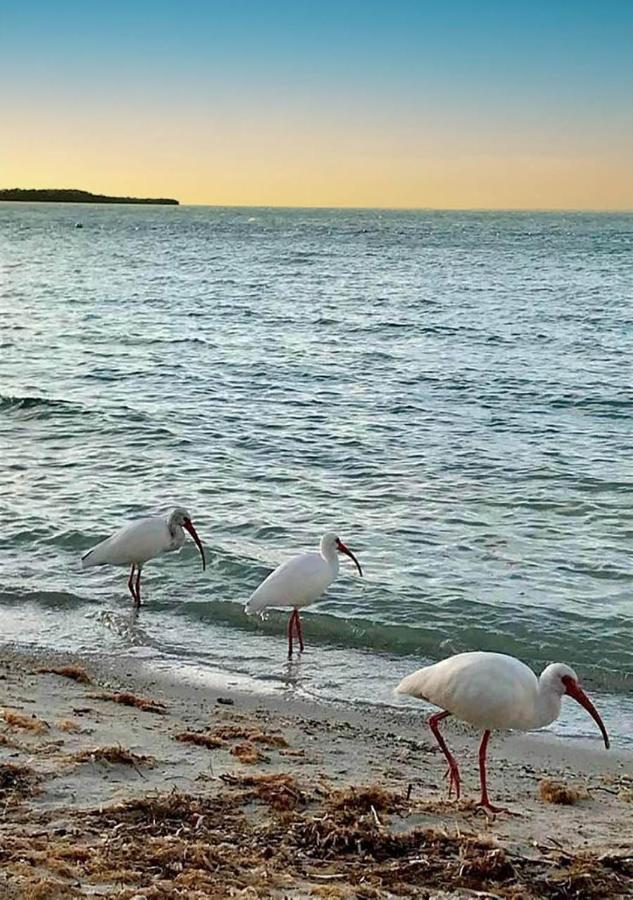 Sea Mist - Oceanfront-Lake-Kayak-Paddleboard-Bike Key Largo Luaran gambar
