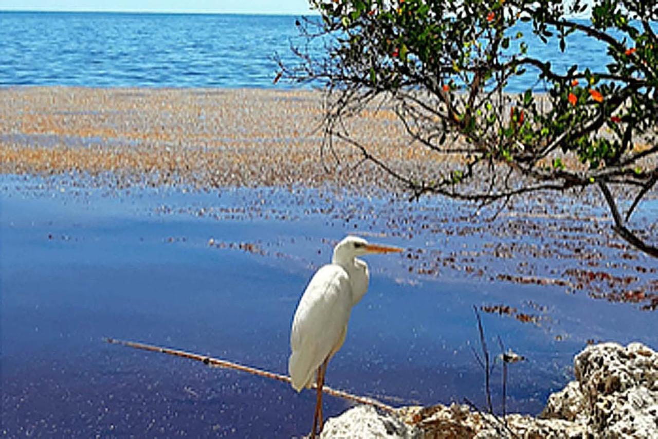 Sea Mist - Oceanfront-Lake-Kayak-Paddleboard-Bike Key Largo Luaran gambar